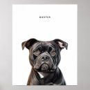 Suche nach staffordshire bull terrier poster Welpe