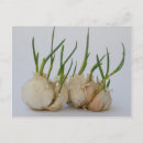 Suche nach knoblauch postkarten Foto