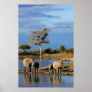 Suche nach afrikanischer elefant poster Farbbild