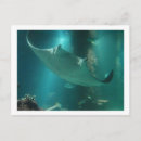 Suche nach strahlen poster Tiere