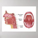 Suche nach mündlich poster Gesundheit