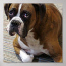Suche nach boxerhund poster Hunde