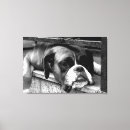 Suche nach boxe poster leinwandbilder Hund