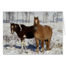 Suche nach stutenfohlen postkarten Reiter