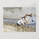 Suche nach zwei katzen postkarten Natur