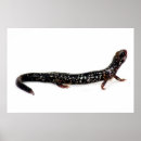 Suche nach salamander kunst poster Amphibian