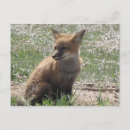 Suche nach babyfuchs postkarten Natur