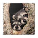 Suche nach waldtier fliesen Tierwelt