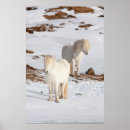 Suche nach weiße pferde poster Schnee
