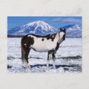 Suche nach paint horse postkarten Stehend