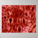 Suche nach zelle poster Abstrakt