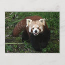 Suche nach roter panda postkarten Bär