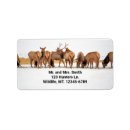 Suche nach elche rücksende aufkleber Wildtiere