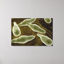 Suche nach protozoen poster Euglenophyta