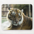 Suche nach bengalischer tiger mousepads Großkatzen