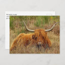 Suche nach highland cow postkarten Stier