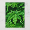 Suche nach ahorn postkarten Blattwerk