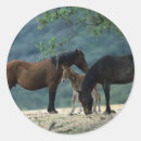 Suche nach wild mustang aufkleber Foto