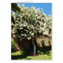 Suche nach jasmine karten Blüte