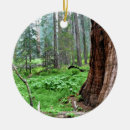 Suche nach farns ornamente Farne