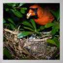 Suche nach bunter vogel poster Baby