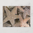 Suche nach stachelhäuter postkarten Sterne