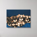 Suche nach junges tier leinwandbilder Farbbild