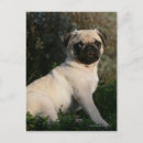 Suche nach 12 wochen postkarten Mops