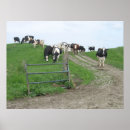 Suche nach kuh poster Vieh
