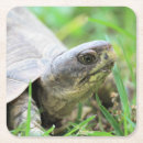 Suche nach niedliche schildkröte untersetzer Reptil