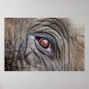 Suche nach falten poster Tier