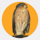Suche nach hawk aufkleber Vogelvogel