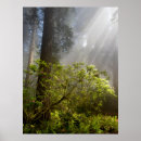 Suche nach rhododendron poster Kalifornien