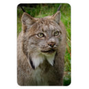 Suche nach rotluchs Wild lebende tiere