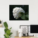 Suche nach hydrangea blume poster Schwarz weiß