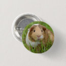 Suche nach meerschweinchen buttons Haustiere