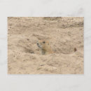 Suche nach nagetier postkarten Süß