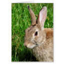 Suche nach wildes kaninchen karten Wildkaninchen