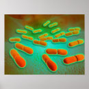 Suche nach biochemie poster Organismus