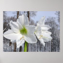 Suche nach amaryllis poster Natur