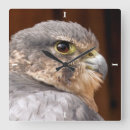 Suche nach raubvogel wanduhren Greifvögel