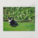Suche nach schwarz weiße katze postkarten Katzen