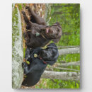 Suche nach schokolade fotoplatten Hund
