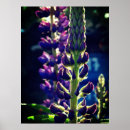 Suche nach purples poster Fotografie