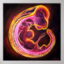 Suche nach embryo poster Biologie