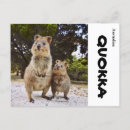 Suche nach quokka poster Australie