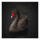 Suche nach schwarzer schwan poster Vögel