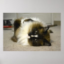 Suche nach ragdoll cat poster Kitty