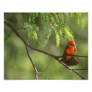 Suche nach singvogel poster Vogelbeobachtung