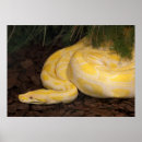 Suche nach python poster Reptil